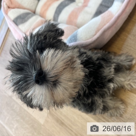 ミニチュア・シュナウザーの写真