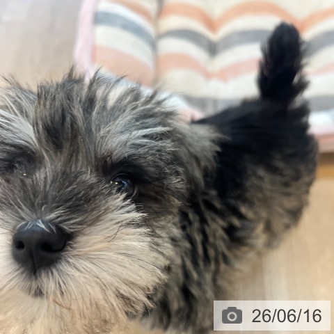 ミニチュア・シュナウザーの写真