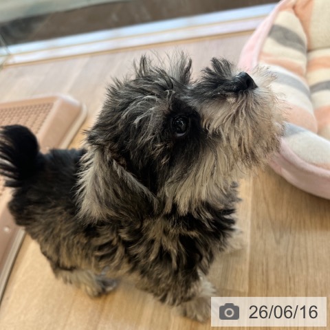 ミニチュア・シュナウザーの写真