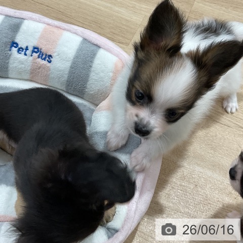 福岡県のパピヨン (ペットプラス 八幡東店/2026年4月15日生まれ/男の子/ホワイトブラウン)の子犬の3枚目の画像