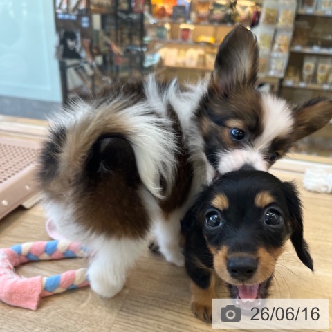 パピヨンの写真