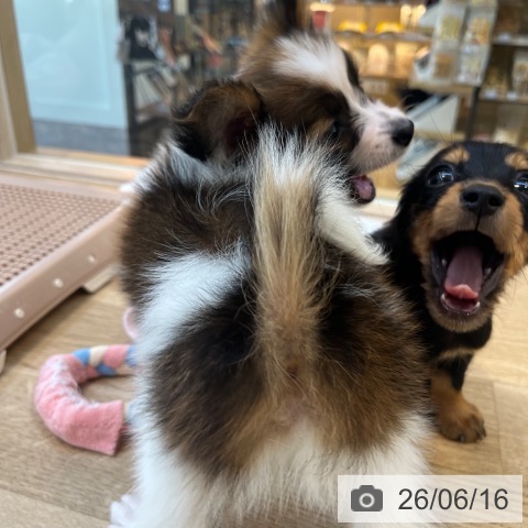 パピヨンの写真