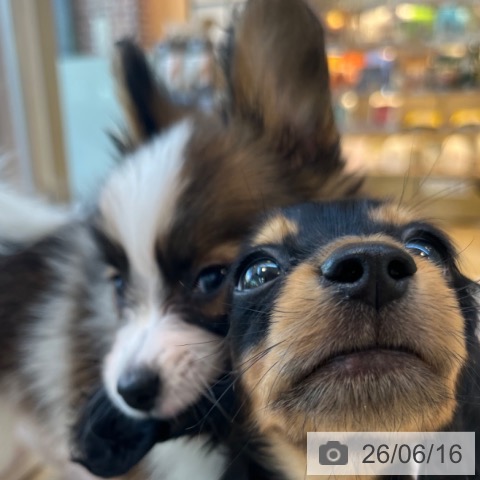 パピヨンの写真