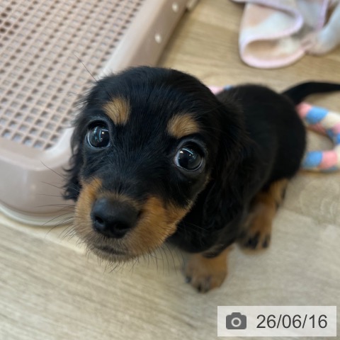 カニーンヘン・ダックスフンドの写真