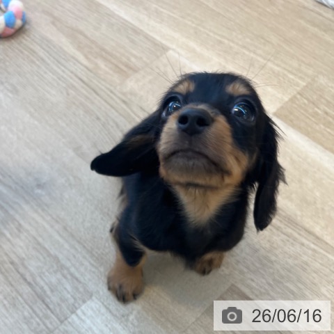 カニーンヘン・ダックスフンドの写真