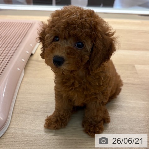 宮崎県のトイプードル(トイ) (ペットプラス 宮崎店/2026年4月15日生まれ/男の子/レッド)の子犬の4枚目の画像