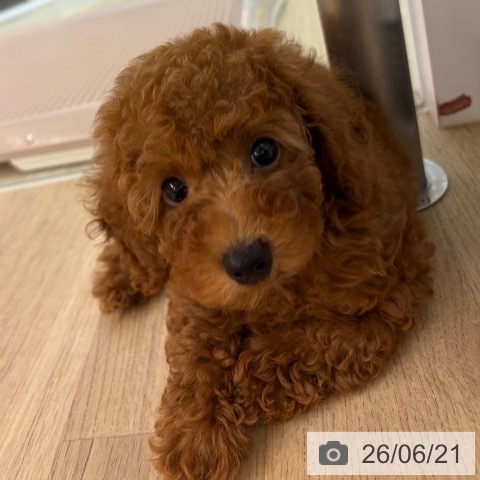 宮崎県のトイプードル(トイ) (ペットプラス 宮崎店/2026年4月15日生まれ/男の子/レッド)の子犬の3枚目の画像
