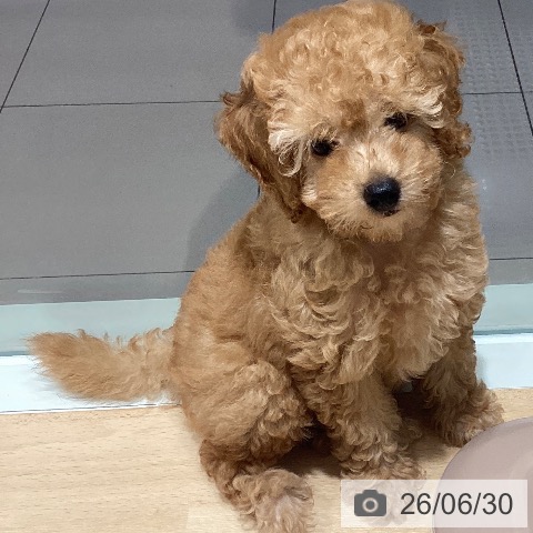 鹿児島県のトイプードル(トイ) (ペットプラス 姶良店/2026年4月15日生まれ/男の子/アプリコット)の子犬の4枚目の画像