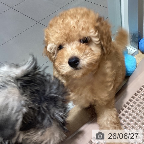 鹿児島県のトイプードル(トイ) (ペットプラス 姶良店/2026年4月15日生まれ/男の子/アプリコット)の子犬の3枚目の画像