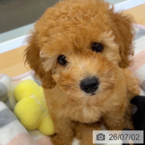 福岡県のトイプードル(トイ) (ペットプラス MARK IS 福岡ももち店/2026年4月15日生まれ/女の子/アプリコット)の子犬の4枚目の画像