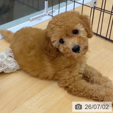 福岡県のトイプードル(トイ) (ペットプラス MARK IS 福岡ももち店/2026年4月15日生まれ/女の子/アプリコット)の子犬の3枚目の画像
