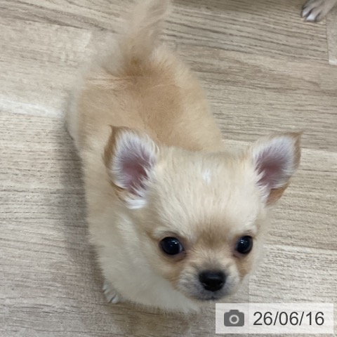 チワワの写真