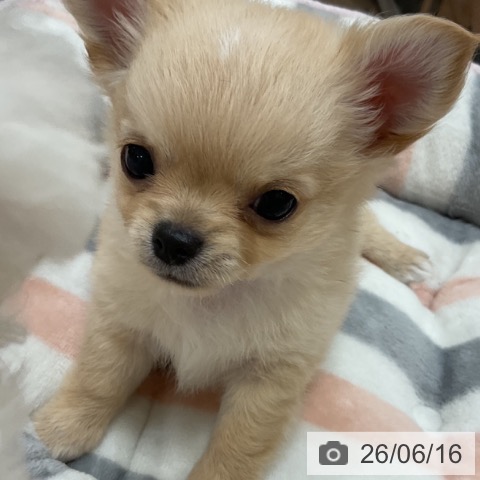 チワワの写真