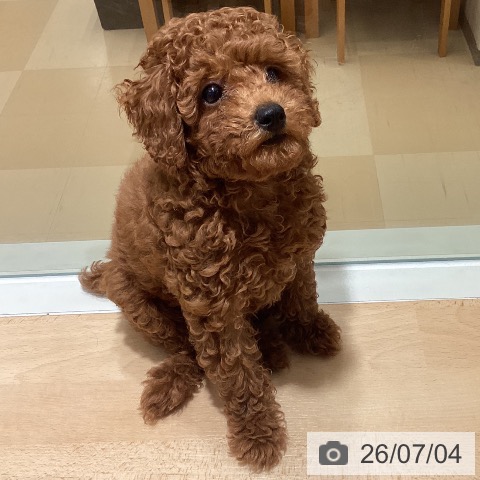 鹿児島県のトイプードル(トイ) (ペットプラス 姶良店/2026年4月14日生まれ/男の子/レッド)の子犬の4枚目の画像