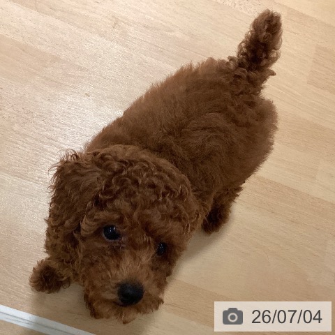 鹿児島県のトイプードル(トイ) (ペットプラス 姶良店/2026年4月14日生まれ/男の子/レッド)の子犬の3枚目の画像