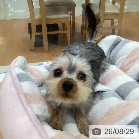ヨークシャー・テリアの写真