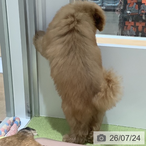 福岡県のトイプードル(トイ) (ペットプラス 福岡店/2026年4月13日生まれ/男の子/アプリコット)の子犬の3枚目の画像