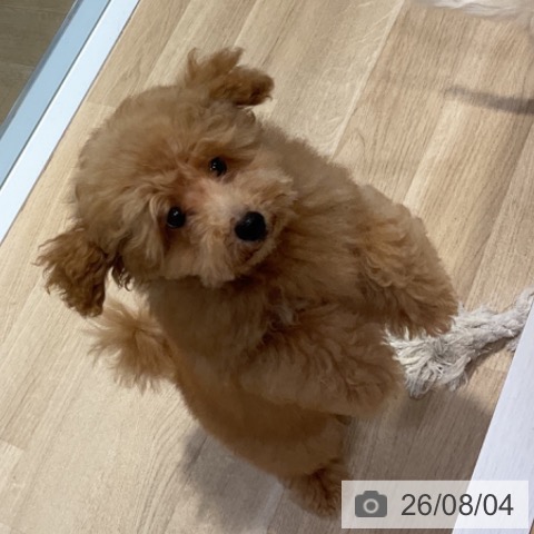 福岡県のトイプードル(トイ) (ペットプラス 小倉南店/2026年4月13日生まれ/男の子/アプリコット)の子犬の4枚目の画像