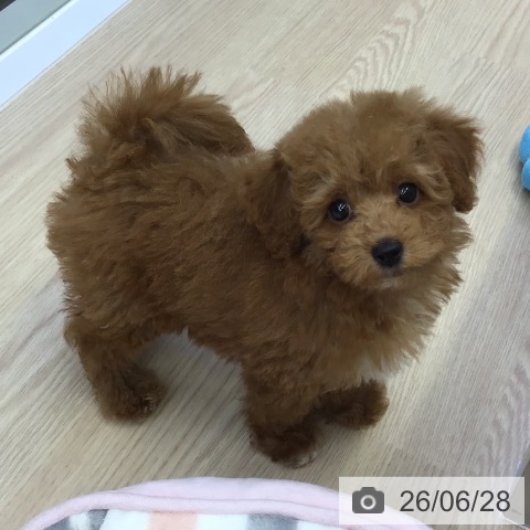 沖縄県のトイプードル(トイ) (ペットプラス 沖縄ライカム店/2026年4月13日生まれ/男の子/アプリコット)の子犬の4枚目の画像