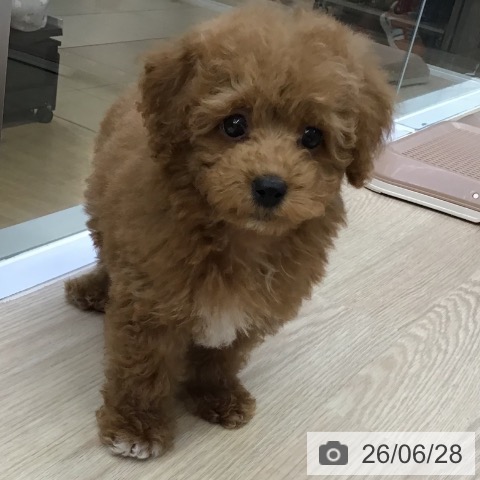 沖縄県のトイプードル(トイ) (ペットプラス 沖縄ライカム店/2026年4月13日生まれ/男の子/アプリコット)の子犬の3枚目の画像