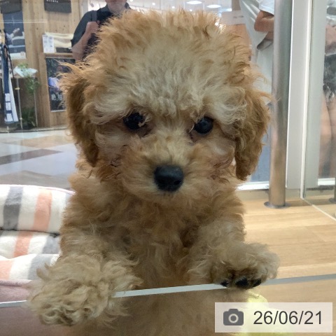 宮崎県のトイプードル(トイ) (ペットプラス 宮崎店/2026年4月13日生まれ/女の子/アプリコット)の子犬の3枚目の画像