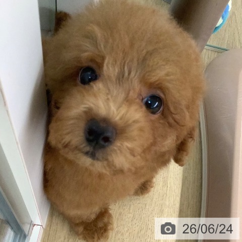宮崎県のトイプードル(トイ) (ペットプラス 宮崎店/2026年4月13日生まれ/女の子/レッド)の子犬の4枚目の画像
