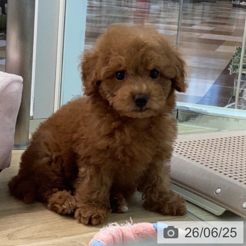 宮崎県のトイプードル(トイ) (ペットプラス 宮崎店/2026年4月13日生まれ/女の子/レッド)の子犬の3枚目の画像