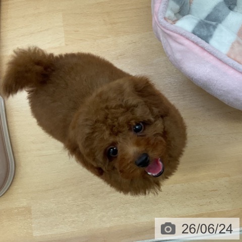 福岡県のトイプードル(トイ) (ペットプラス 福岡店/2026年4月17日生まれ/女の子/レッド)の子犬の4枚目の画像