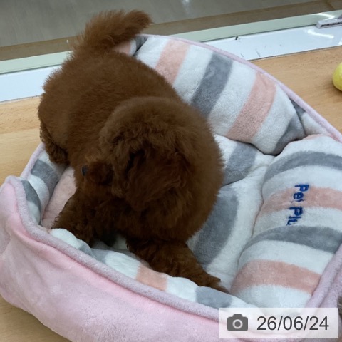 福岡県のトイプードル(トイ) (ペットプラス 福岡店/2026年4月17日生まれ/女の子/レッド)の子犬の3枚目の画像