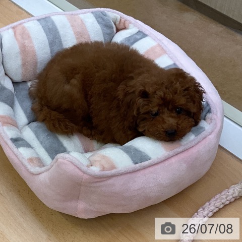 福岡県のトイプードル(トイ) (ペットプラス 福岡店/2026年4月17日生まれ/女の子/レッド)の子犬の3枚目の画像