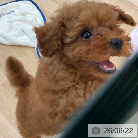 福岡県のトイプードル(トイ) (ペットプラス ららぽーと福岡店/2026年4月17日生まれ/女の子/レッド)の子犬の3枚目の画像