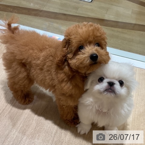 福岡県のトイプードル(トイ) (ペットプラス 小倉南店/2026年4月12日生まれ/男の子/レッド)の子犬の4枚目の画像