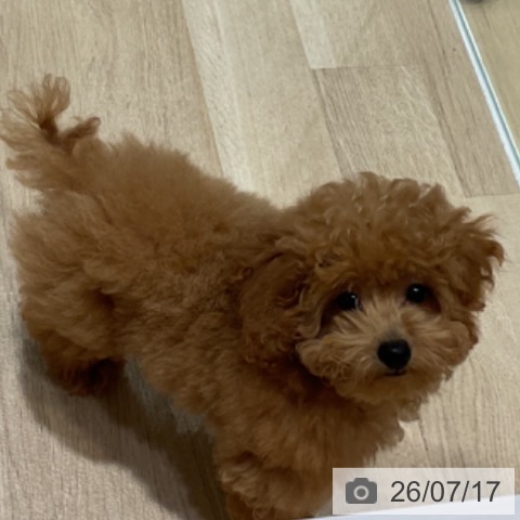 福岡県のトイプードル(トイ) (ペットプラス 小倉南店/2026年4月12日生まれ/男の子/レッド)の子犬の3枚目の画像