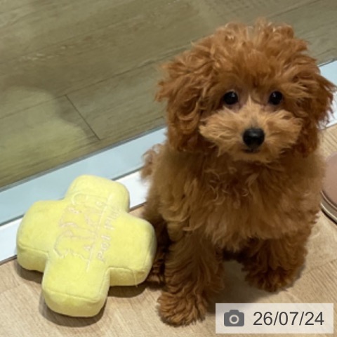 福岡県のトイプードル(トイ) (ペットプラス 小倉南店/2026年4月12日生まれ/男の子/レッド)の子犬の3枚目の画像