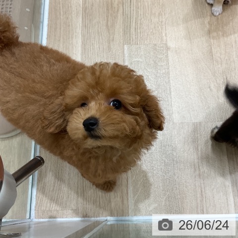 福岡県のトイプードル(トイ) (ペットプラス 八幡東店/2026年4月12日生まれ/男の子/レッド)の子犬の4枚目の画像