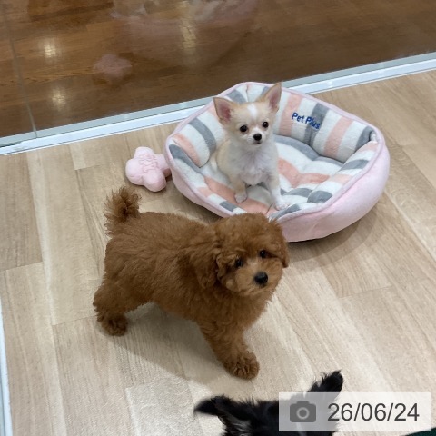 福岡県のトイプードル(トイ) (ペットプラス 八幡東店/2026年4月12日生まれ/男の子/レッド)の子犬の3枚目の画像