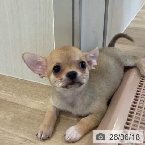 チワワの写真