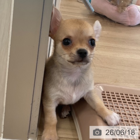 チワワの写真