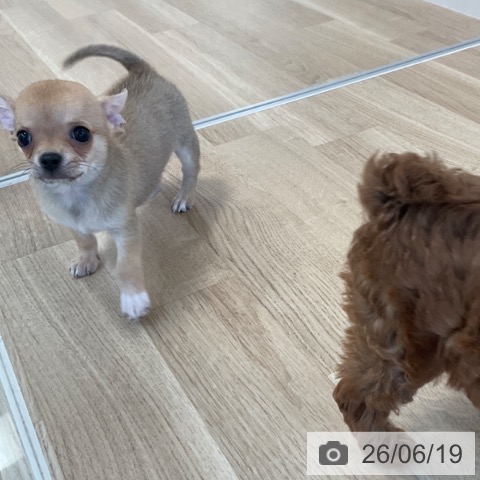 チワワの写真