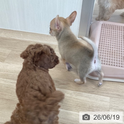 チワワの写真