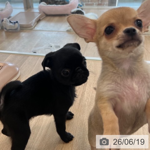 チワワの写真