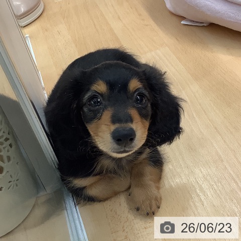 熊本県のカニンヘンダックスフンド(ロング) (ペットプラス 熊本店/2026年4月14日生まれ/男の子/ブラックタン)の子犬の3枚目の画像