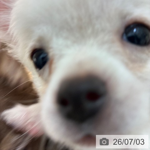 宮崎県のチワワ(ロング) (ペットプラス 宮崎店/2026年4月2日生まれ/女の子/クリームホワイト)の子犬の4枚目の画像