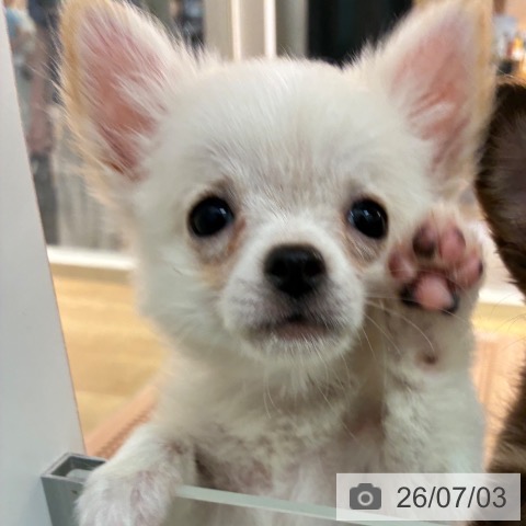 宮崎県のチワワ(ロング) (ペットプラス 宮崎店/2026年4月2日生まれ/女の子/クリームホワイト)の子犬の3枚目の画像