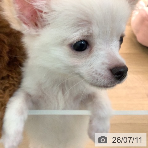 宮崎県のチワワ(ロング) (ペットプラス 宮崎店/2026年4月2日生まれ/女の子/クリームホワイト)の子犬の4枚目の画像
