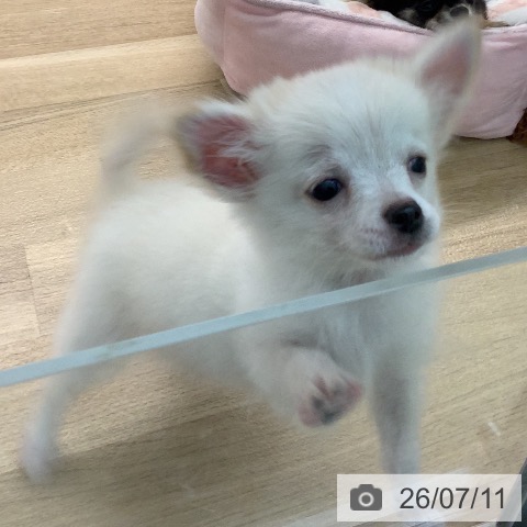 宮崎県のチワワ(ロング) (ペットプラス 宮崎店/2026年4月2日生まれ/女の子/クリームホワイト)の子犬の3枚目の画像