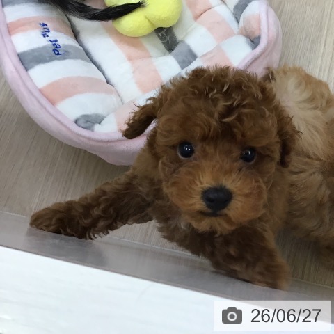 沖縄県のトイプードル(トイ) (ペットプラス 沖縄ライカム店/2026年4月17日生まれ/男の子/レッド)の子犬の3枚目の画像