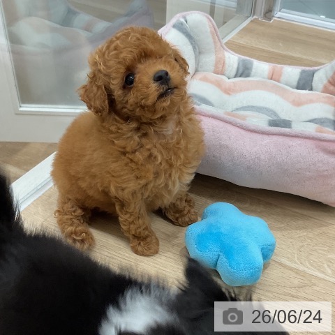 福岡県のトイプードル(トイ) (ペットプラス 八幡東店/2026年4月17日生まれ/男の子/レッド)の子犬の4枚目の画像