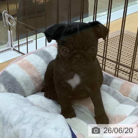 福岡県のパグ (ペットプラス 福岡店/2026年4月16日生まれ/男の子/ブラック)の子犬の3枚目の画像