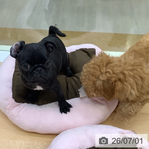 福岡県のパグ (ペットプラス 福岡店/2026年4月16日生まれ/男の子/ブラック)の子犬の4枚目の画像